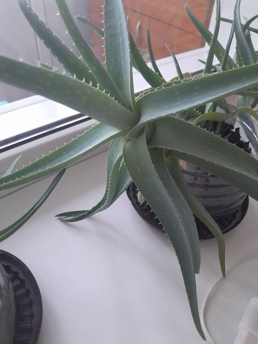 Продам алоэ лечебное