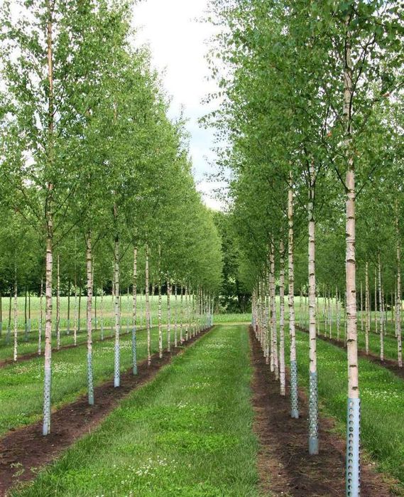 Берйоза, липа, каштан, дуп бор