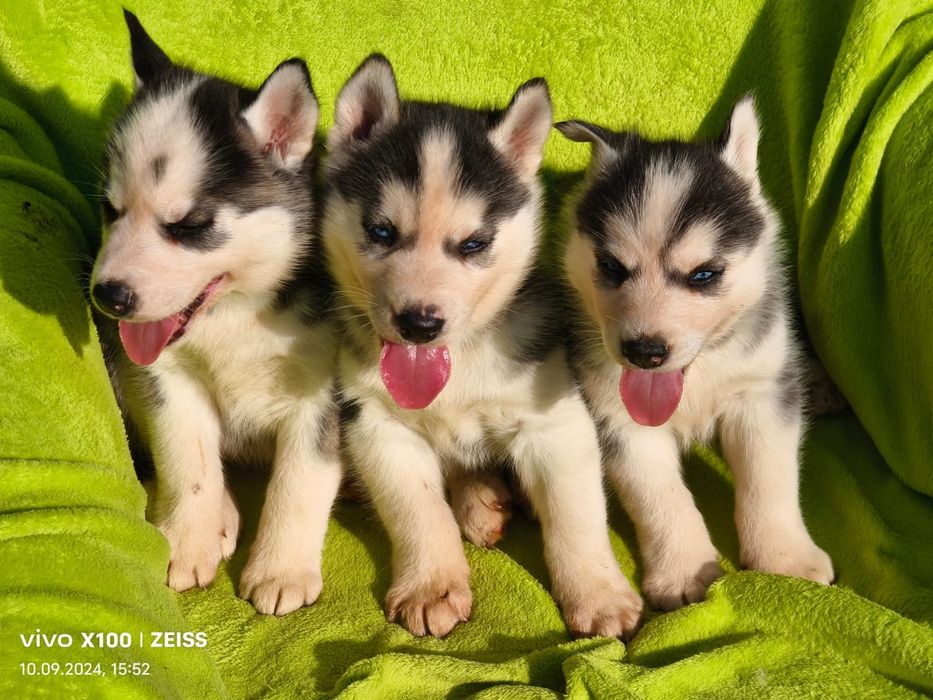 Щенки сибирской хаски.