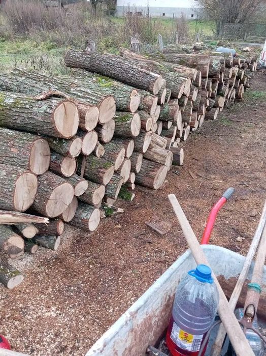 Lemne de foc esente tari