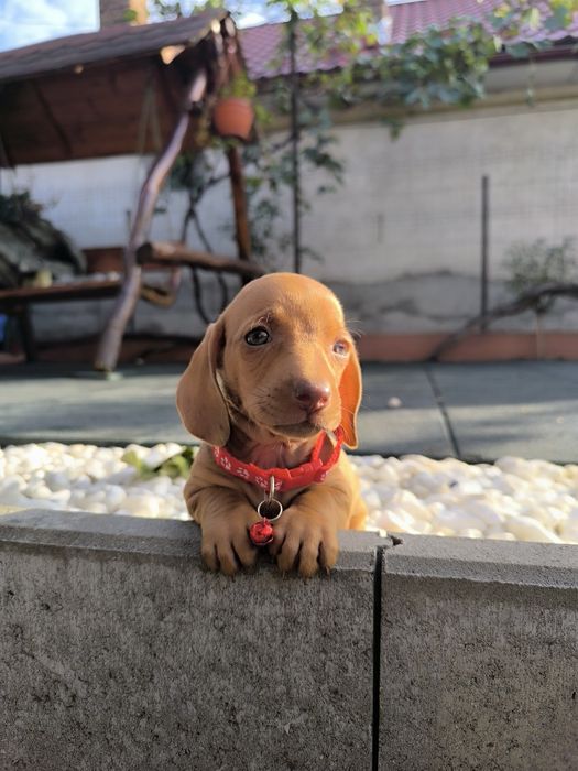Teckel Dachshund