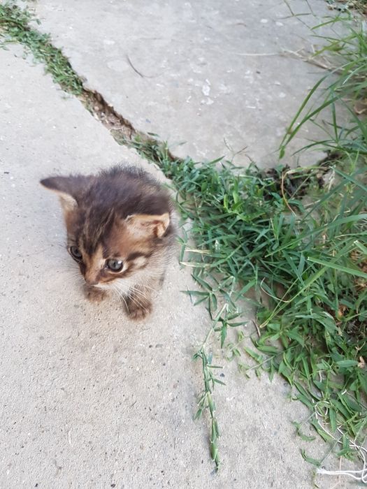 Подарявам малки котета