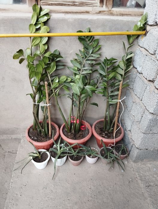 Домашные цветы от 6000 до 9000