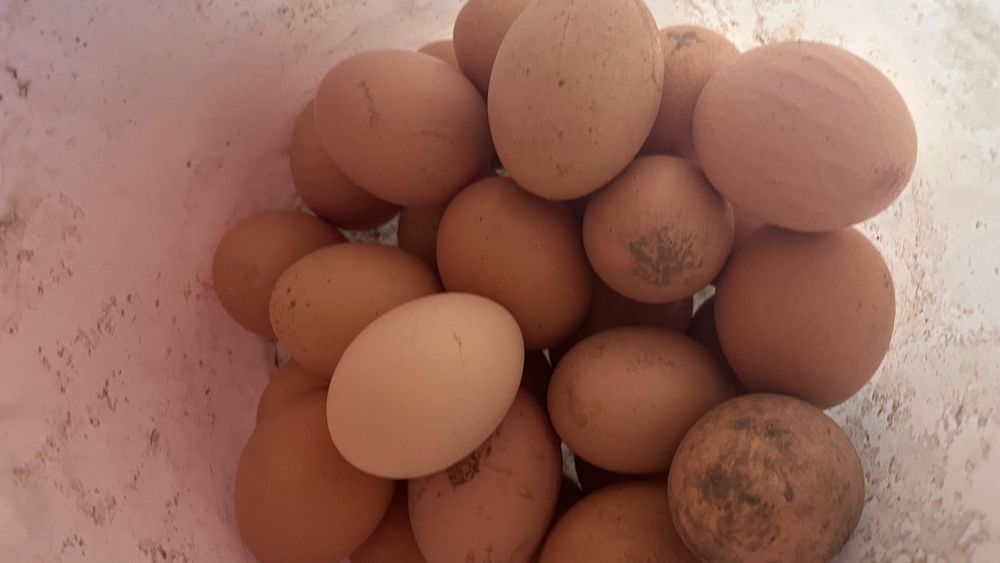 Курица петух кучинский