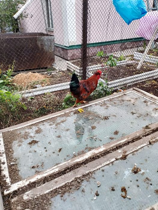 Продам петухов домашних