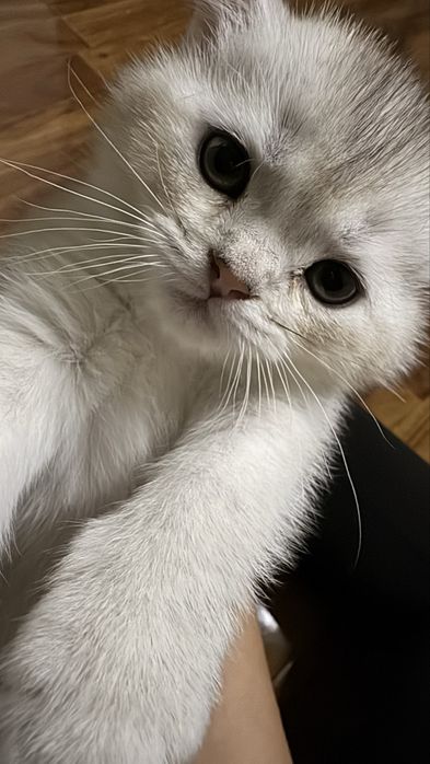 Seriy shinshilla