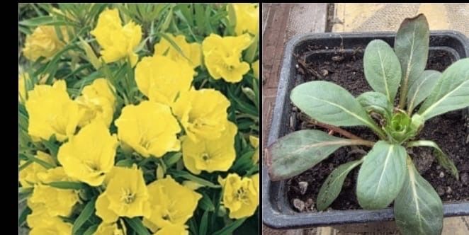 Местные садовые растения