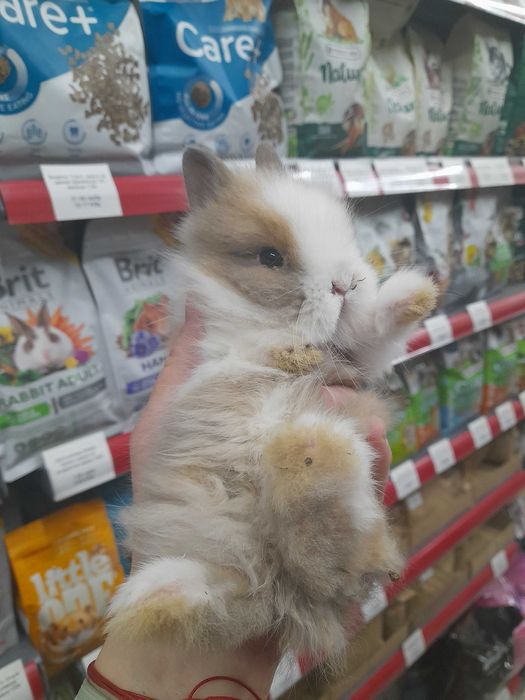 Декоративно мини зайче на 1 месец