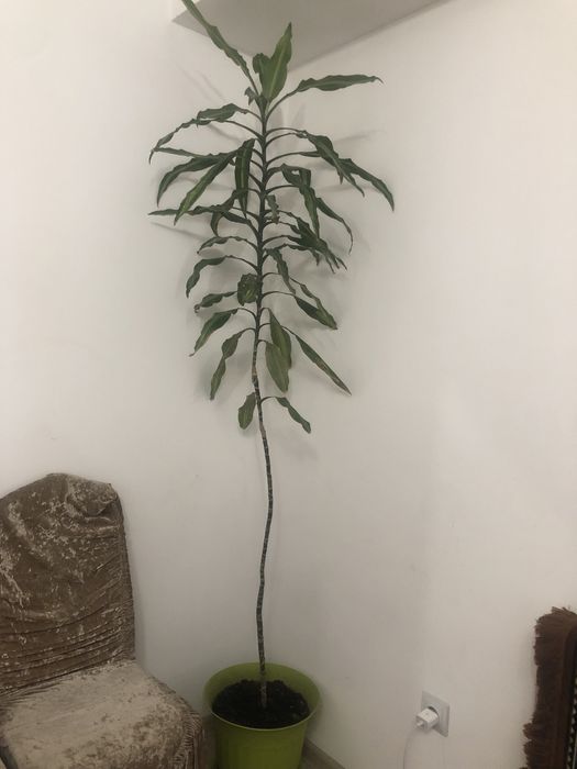 Продам цветы с перезд