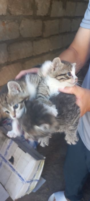 3 Котёнка отдам даром