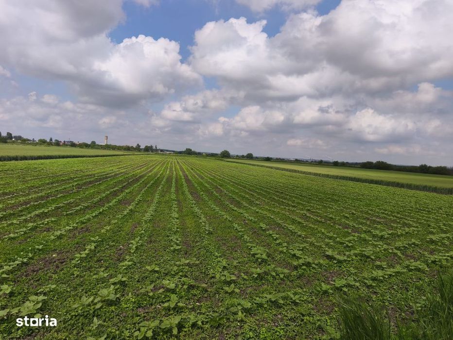 Teren intravilan, zona Scruntari, 8700mp, 30ml front stradal, Radauti