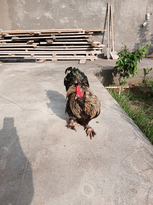 Брама хурози сотилади.