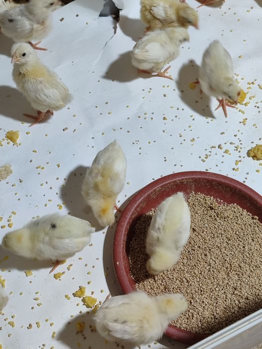 Ок рус товук минорка жужалари бор