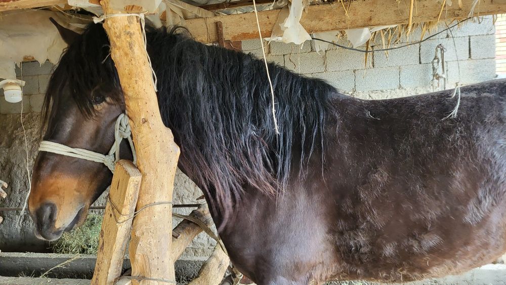 Мықты айғыр  сатылады