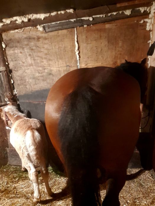 Vând sau Schimb Iapă de 4 Anii gestantă