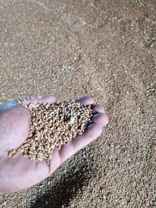 Пшеница (жито) 0.25€