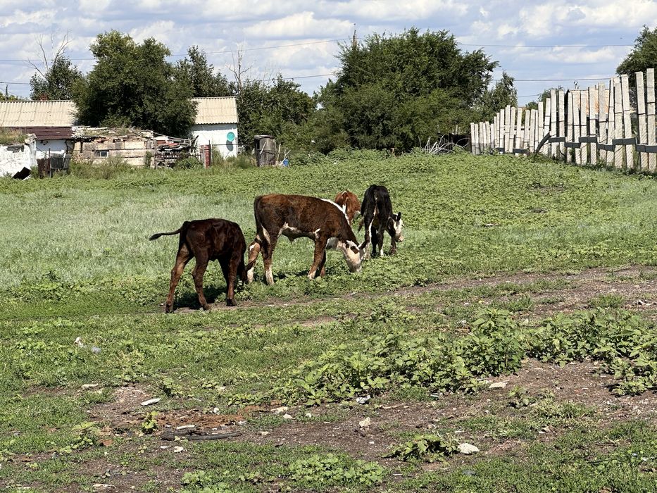 Продам 4 теленка 4 бузау сатылады