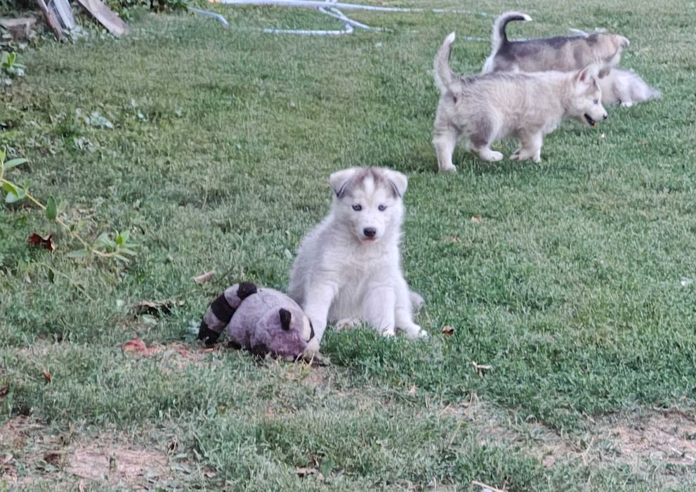 Pui Husky Siberian cu ochi albaștri – Deparazitați și vaccinați