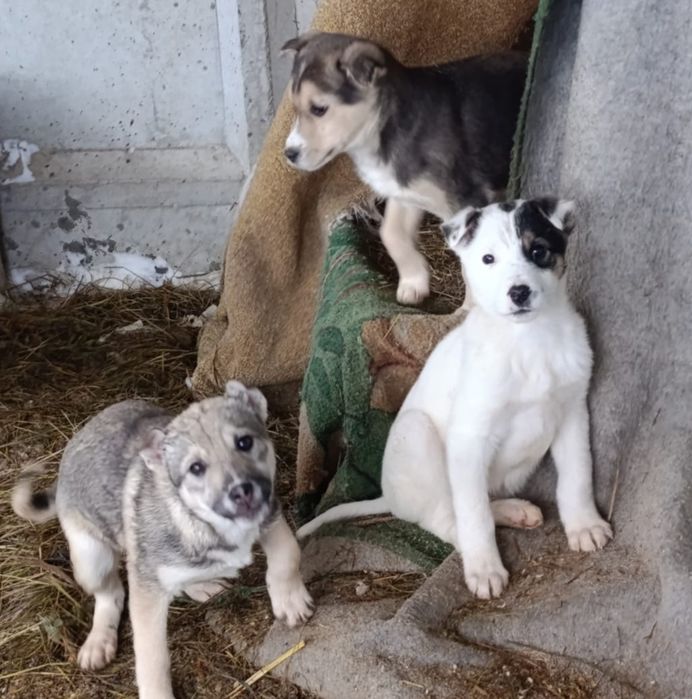 Отдам в добрые руки