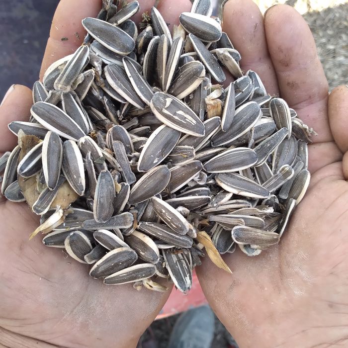 Semichka sotiladi, kop miqdorda