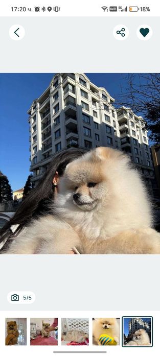 Мини померан момиче на 60 дни