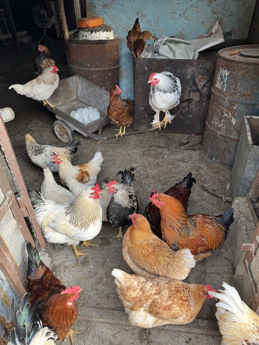 Қораздар, Петухи