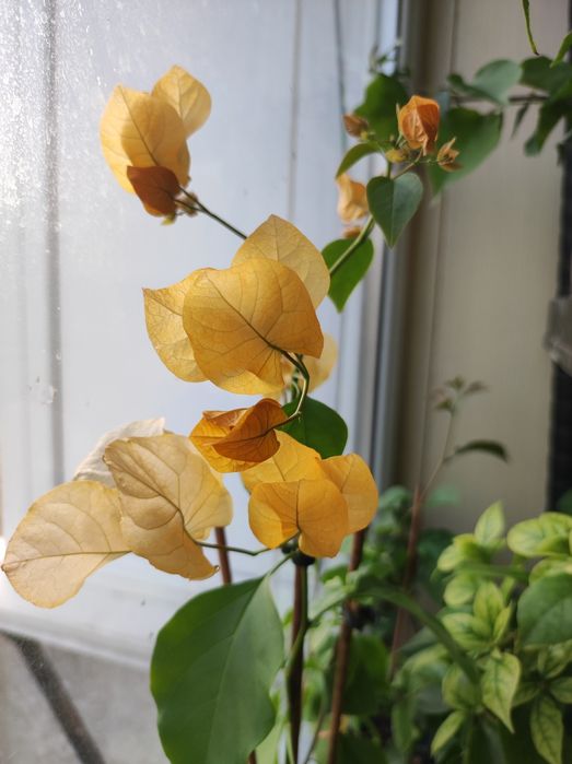 Бугенвилию продам