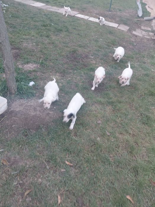 7 малки Английски Сетерчета си търсят нов дом