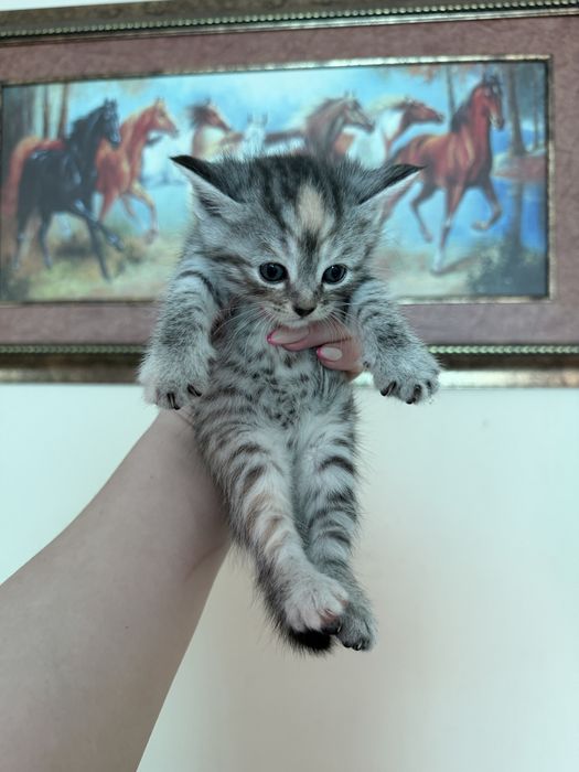 Шотландиялық тік құлақ котяттар сатылады