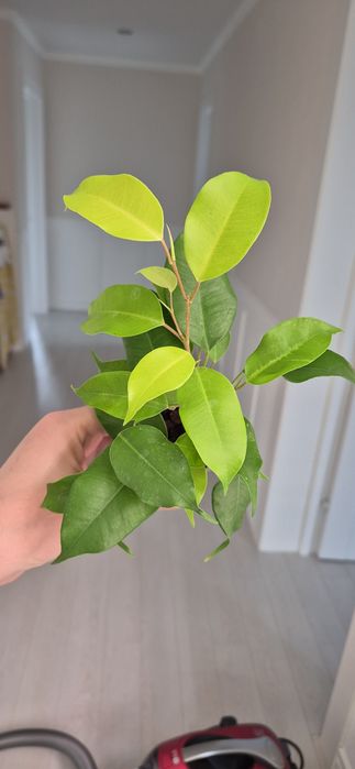 Фикусы разных сортов