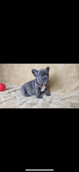 Bulldog francez blue