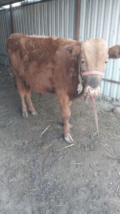 Букача сотилади.со6лм6и ёйищи зур со6лом