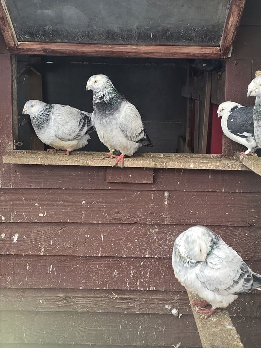 Turturele rozatoare si voiajori standard de vanzare