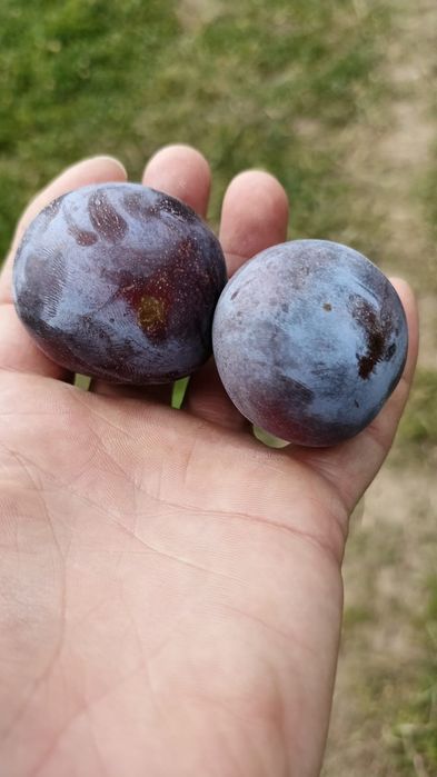 Vând prune 100% naturale