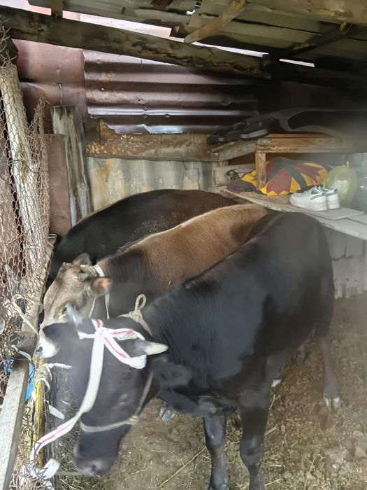Продам бычков, бұқалар сатылады