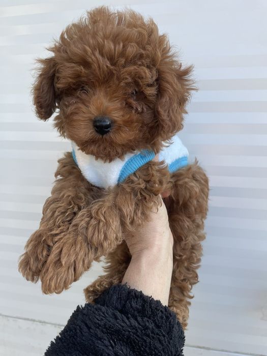 Пудел  Той ,момче