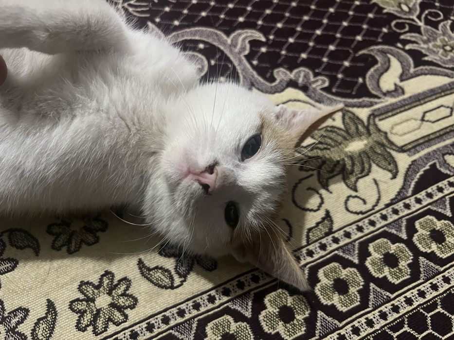 Продам кошку мальчик