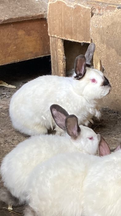 Кролик сотилади