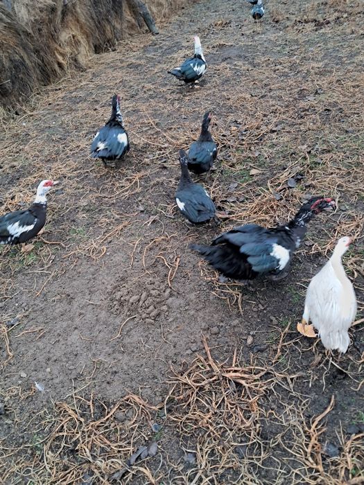 Oua de incubat rațe mute l/eșești și oua de găină  brahma