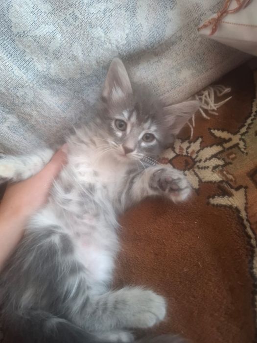 Отдвем котят в добрые руки