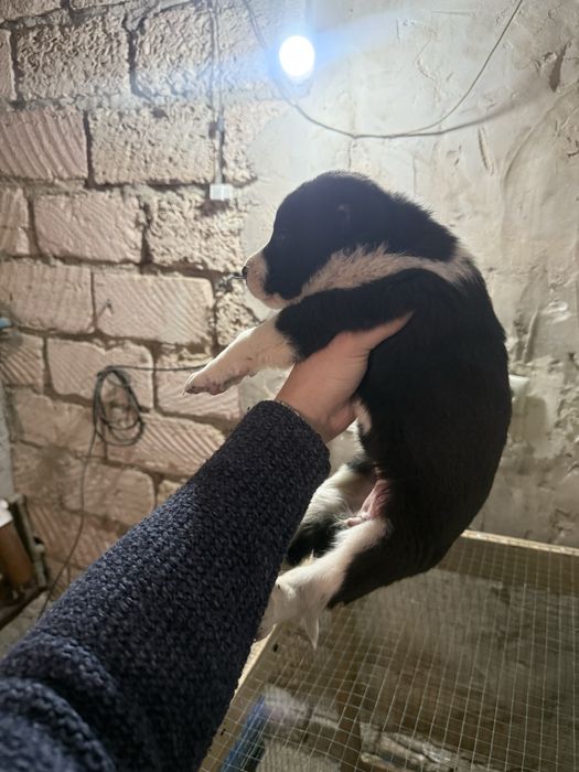 Алабай кушик чемпион кызы