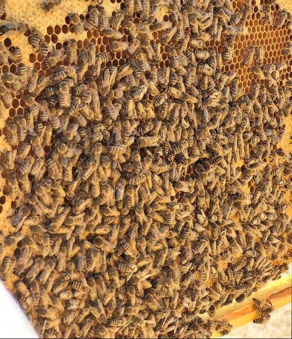 Пчелни семеиства,Отводки (пчели)