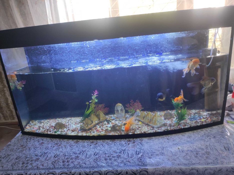 Akvarium balqlari bilan birga sotiladi