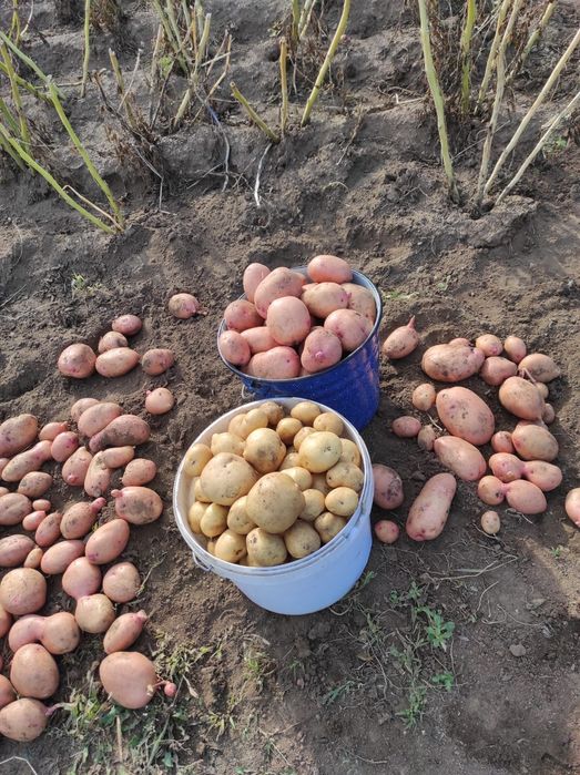 Картошка дачная 10 литров