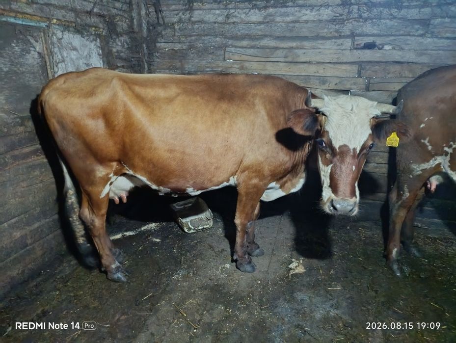 Продам двойную корову
