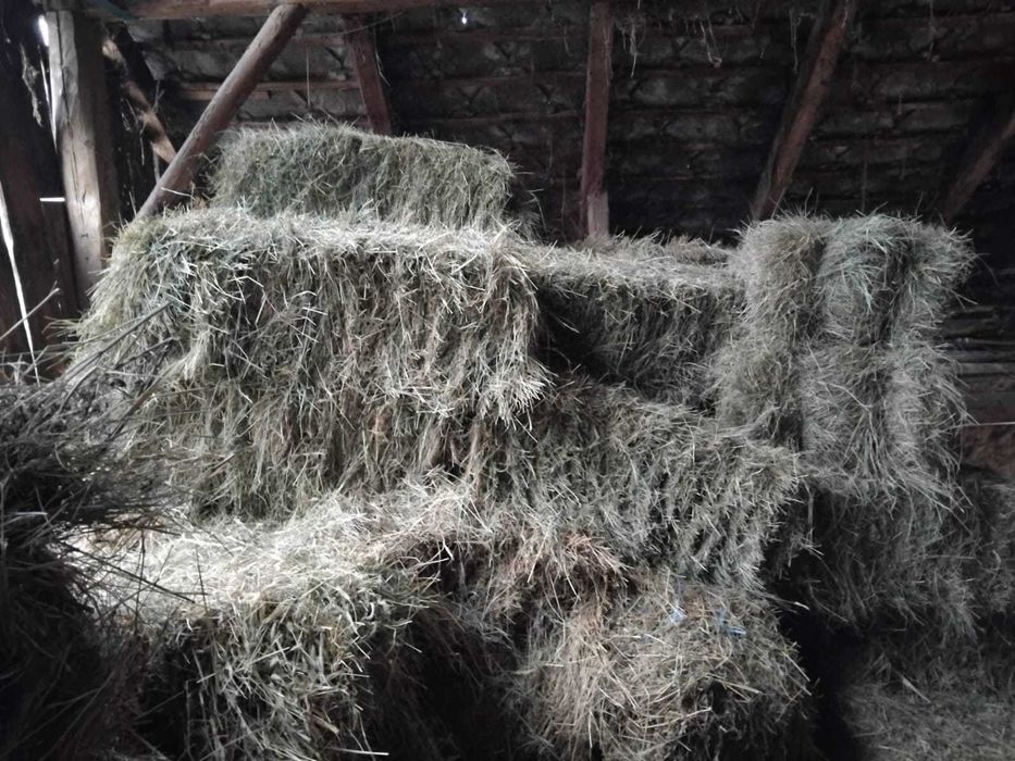 Vând baloți de otava