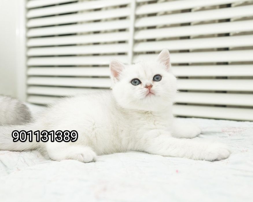 Продаётся чистокровный британский шиншилла мальчик и девочка
2 месяц