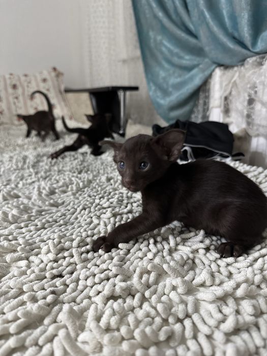 Продам ориентальных котят