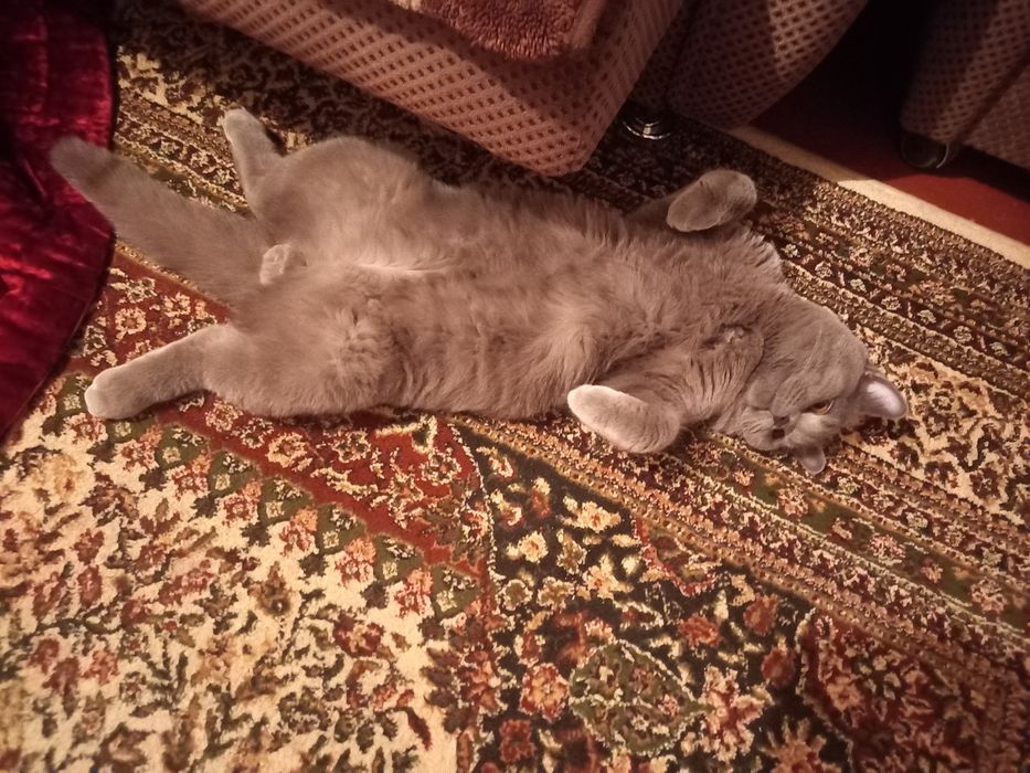 Vyazkaga (SOTILMIDI)