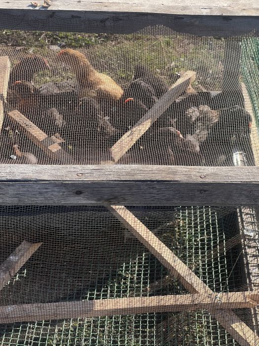 Продам подросших цыплят